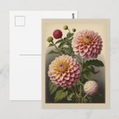 Vintage illustration of a Dahlia  ポストカード (正面/裏面)