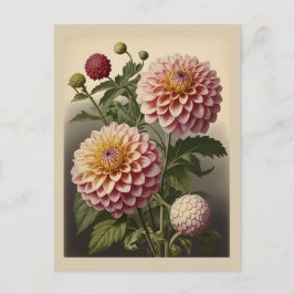 Vintage illustration of a Dahlia ポストカード
