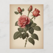 Vintage Illustration of a Rose ポストカード (正面)