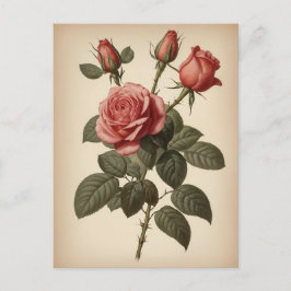 Vintage Illustration of a Rose ポストカード