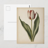 Vintage illustration of a tulip  ポストカード (正面/裏面)