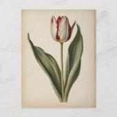 Vintage illustration of a tulip  ポストカード (正面)