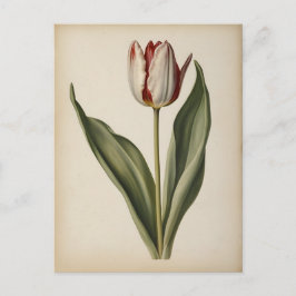 Vintage illustration of a tulip  ポストカード