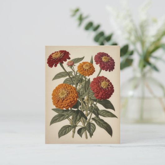 Vintage illustration of a zinnia  ポストカード (スタンド正面)