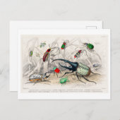 Vintage Illustration of Beetles Postcard ポストカード (正面/裏面)