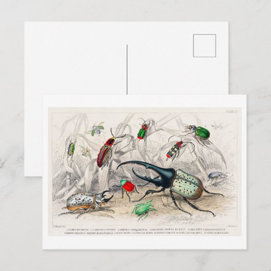 Vintage Illustration of Beetles Postcard ポストカード (正面/裏面)