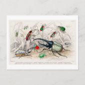 Vintage Illustration of Beetles Postcard ポストカード (正面)