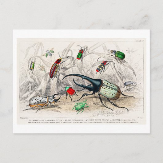 Vintage Illustration of Beetles Postcard ポストカード (正面)