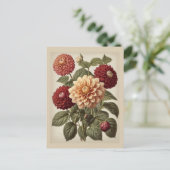 Vintage Illustration of Dahlias  ポストカード (スタンド正面)