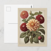 Vintage Illustration of Dahlias  ポストカード (正面/裏面)