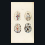 Vintage Illustration of Human Brain ポスター<br><div class="desc">A vintage illustration of the anatomy of the human brain.</div>