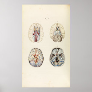 Vintage Illustration of Human Brain ポスター