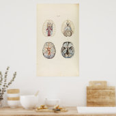 Vintage Illustration of Human Brain ポスター (キッチン)