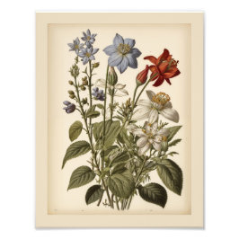 Vintage illustration of wildflowers  フォトプリント           
