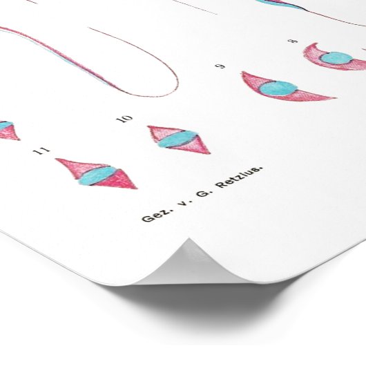 Vintage Illustration Poster ポスター (角)