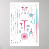 Vintage Illustration Poster ポスター (正面)