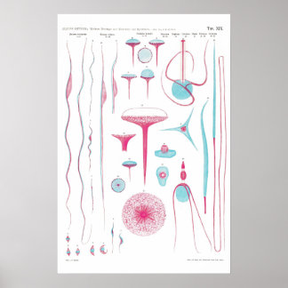 Vintage Illustration Poster ポスター