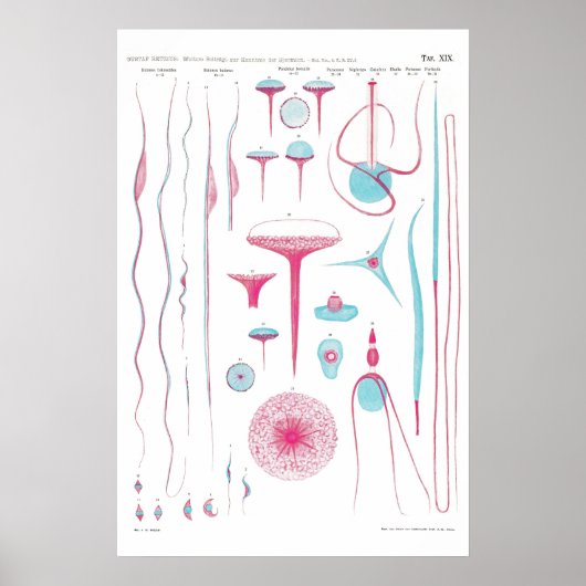 Vintage Illustration Poster ポスター (正面)