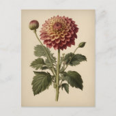 Vintage Ilustration of a Dahlia  ポストカード (正面)