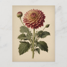 Vintage Ilustration of a Dahlia  ポストカード