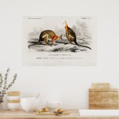 Vintage Kenguru Illustration ポスター (キッチン)