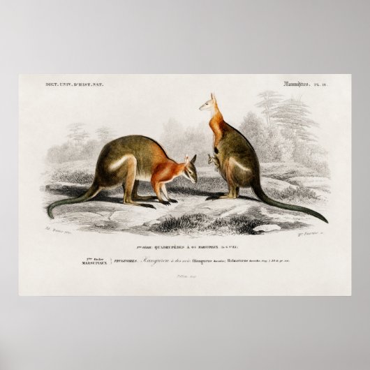 Vintage Kenguru Illustration ポスター (正面)