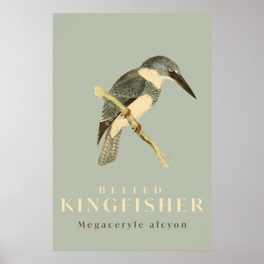 Vintage Kingfisher Watercolour Poster ポスター (正面)