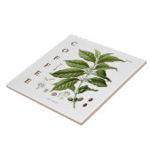 Vintage Kitchen Art: Coffee Plant & Flowers タイル (側面)