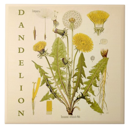 Vintage Kitchen Art: Dandelion Flower Leaves Herb タイル (正面)