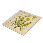 Vintage Kitchen Art: Dandelion Flower Leaves Herb タイル (側面)