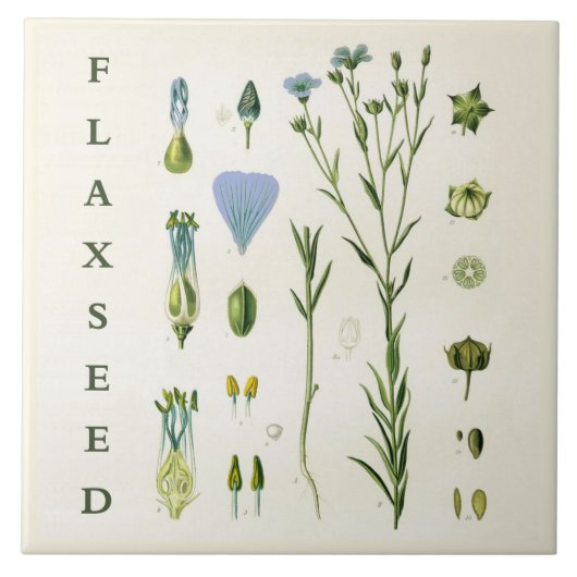 Vintage Kitchen Art: Flaxseed Linseed Flax Plant タイル (正面)