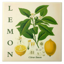 Vintage Kitchen Art: Lemon Citrus Tree flowers タイル