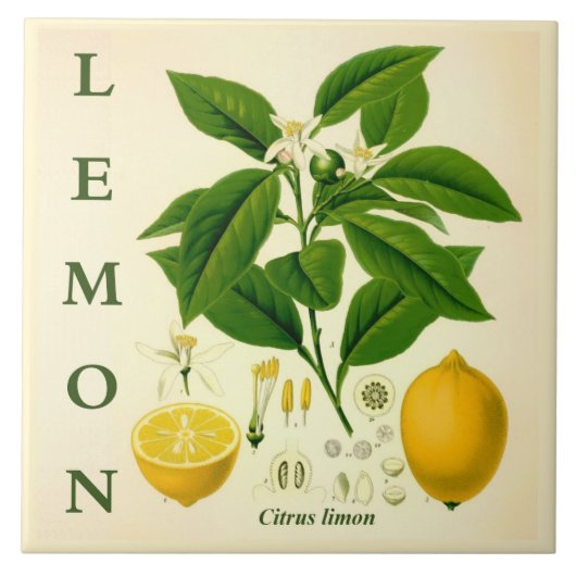 Vintage Kitchen Art: Lemon Citrus Tree flowers タイル (正面)