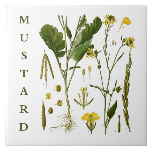 Vintage Kitchen Art: Mustard Herbs & Spices Plants タイル (正面)
