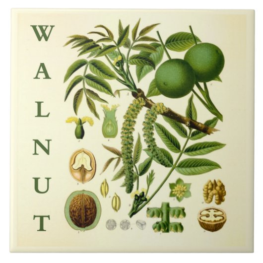Vintage Kitchen Art: Walnut Nut Tree Leaves タイル (正面)
