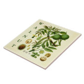 Vintage Kitchen Art: Walnut Nut Tree Leaves タイル (側面)