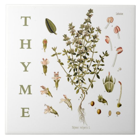 Vintage Kitchen Garden Thyme Herb plant flowers タイル (正面)