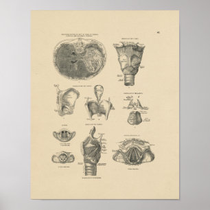 Vintage Larynx Anatomy 1880 Print ポスター