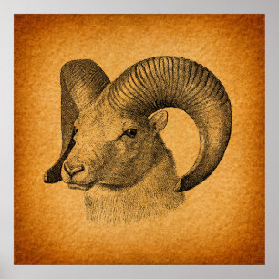 Vintage Longhorn Sheep Antique Art Rustic Orange ポスター