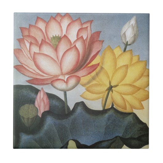 Vintage Lotus Flowers, The Sacred Egyptian Bean タイル (正面)