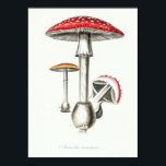 Vintage Magic Mushrooms Illustration ポスター<br><div class="desc">Vintage Magic Mushrooms Illustration</div>