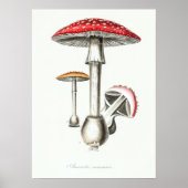 Vintage Magic Mushrooms Illustration ポスター (正面)