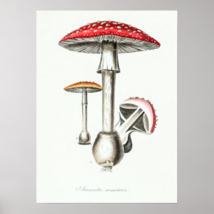 Vintage Magic Mushrooms Illustration ポスター