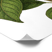 Vintage Magnolia ポスター (角)