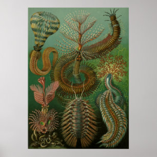Vintage Marine Life Illustration ポスター