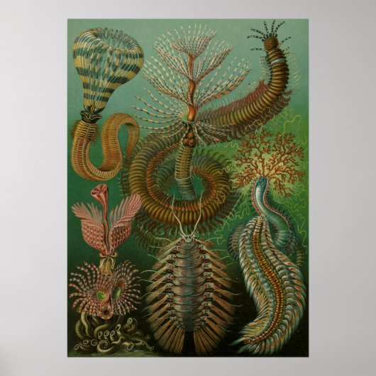 Vintage Marine Life Illustration ポスター (正面)