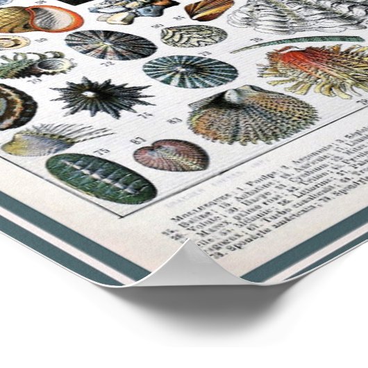 Vintage Marine Life Illustration ポスター (角)