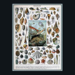 Vintage Marine Life Illustration ポスター<br><div class="desc">Drawing of marine life</div>