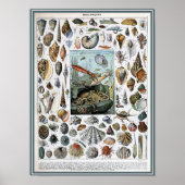 Vintage Marine Life Illustration ポスター (正面)