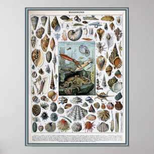 Vintage Marine Life Illustration ポスター